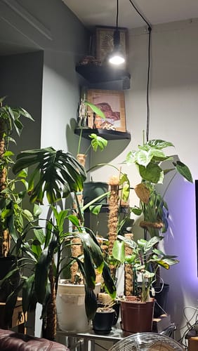 Customer photo review of Pianta Grow Light and Enna Plug-in Ceiling Pendant Bundle