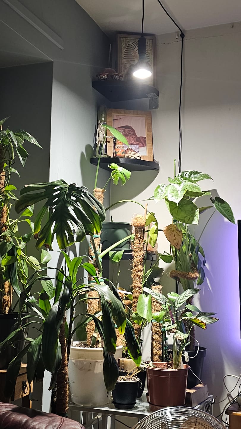 Customer photo review of Pianta Grow Light and Enna Plug-in Ceiling Pendant Bundle