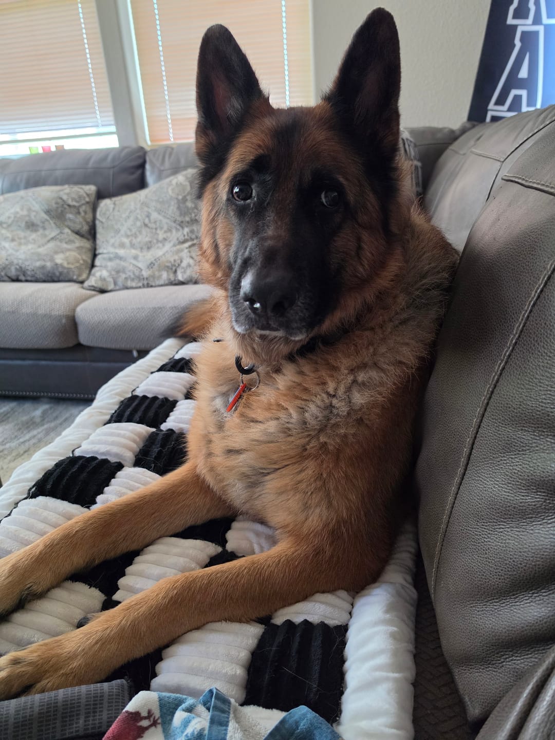 Customer photo review of Plush Backseat Dog Bed (Made For The Hard Bottom Car Seat Cover)