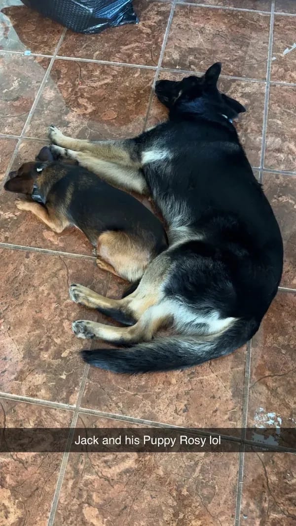 Customer photo review of PawTronic Pro Series 2 - Wireless GPS Dog Fence