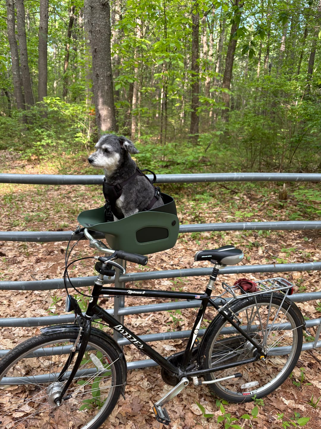 Customer photo review of Kvisp Dog Bike Carrier (Refurbished)