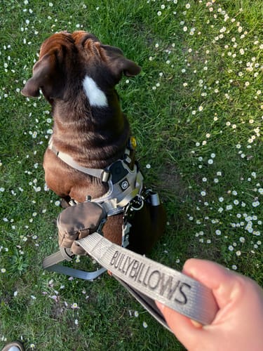 Customer photo review of 1.4m Swivel Combat Lead | Anti-Tangle & Secure Clip - Metal Grey