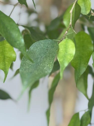 Customer's close-up of a ficus leaf with spider mite damage before treatment.