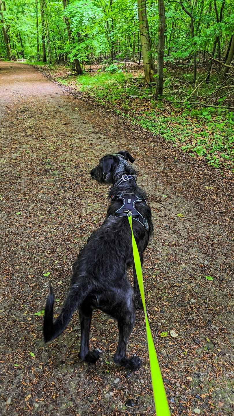 Customer photo review of Dog Copenhagen Comfort Walk Pro™ hundesele Sort
