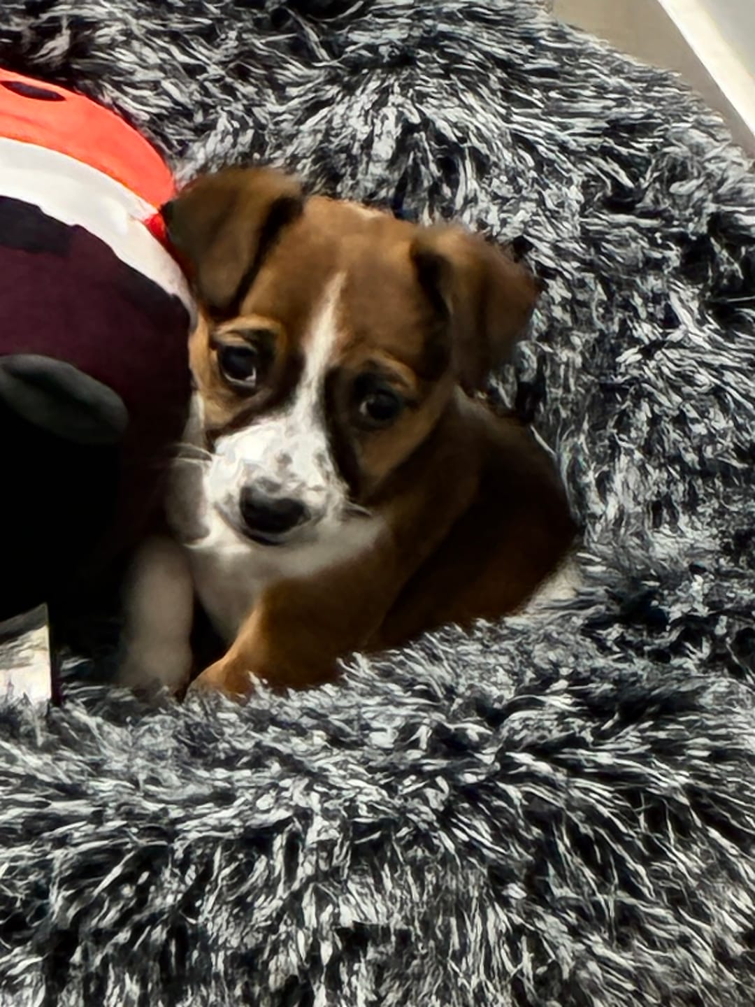 Customer photo review of Calming Pet Bed with Removable Cover