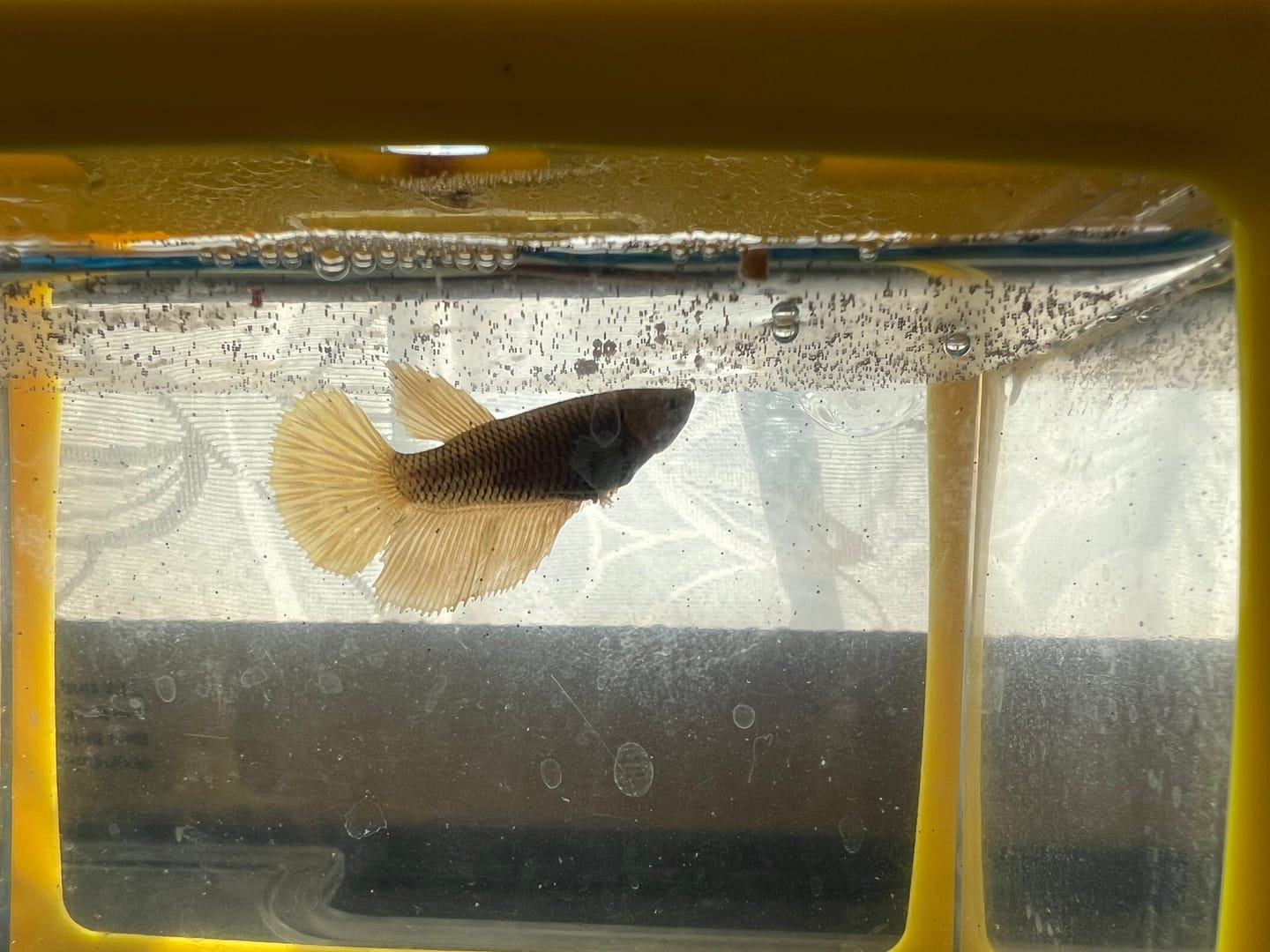 Customer photo review of Pair Dumbo Pineapple Butterfly Betta Fish (Male)