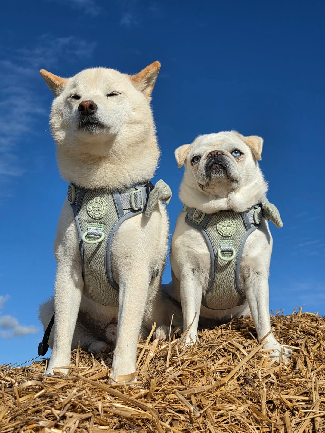 Customer photo review of Trail & Glow Tweed Dog Harness - Colour Drops - Sage Tweed