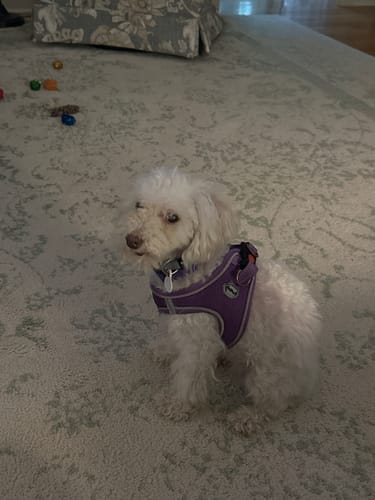Reviewer's white mini poodle sitting calmly on a rug while wearing the purple PawLax Collar and a harness.