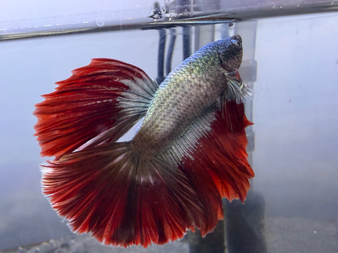 Customer photo review of Halfmoon Red Dragon Betta Fish (Male)