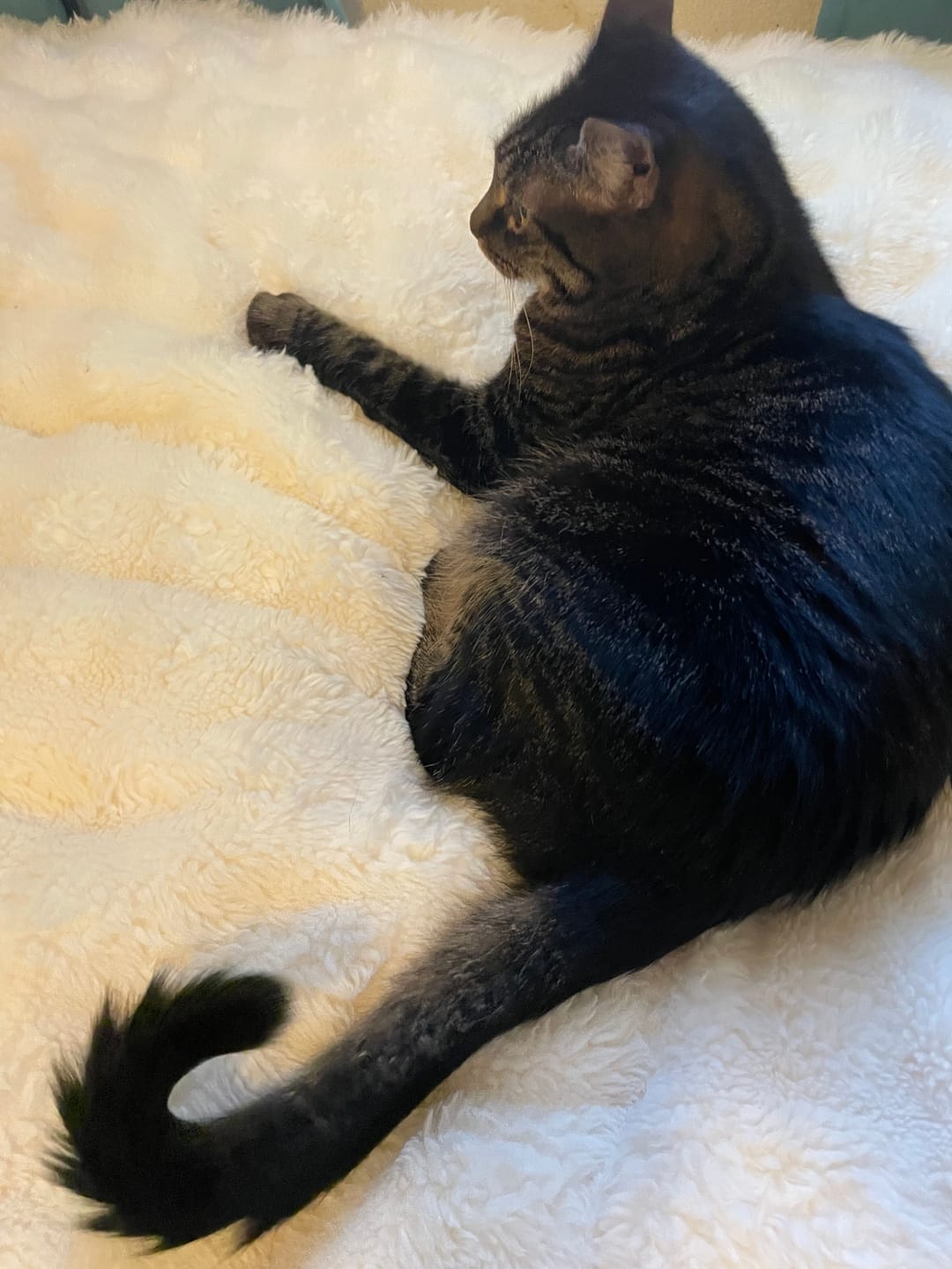 Customer photo review of Cloud Throw Blanket