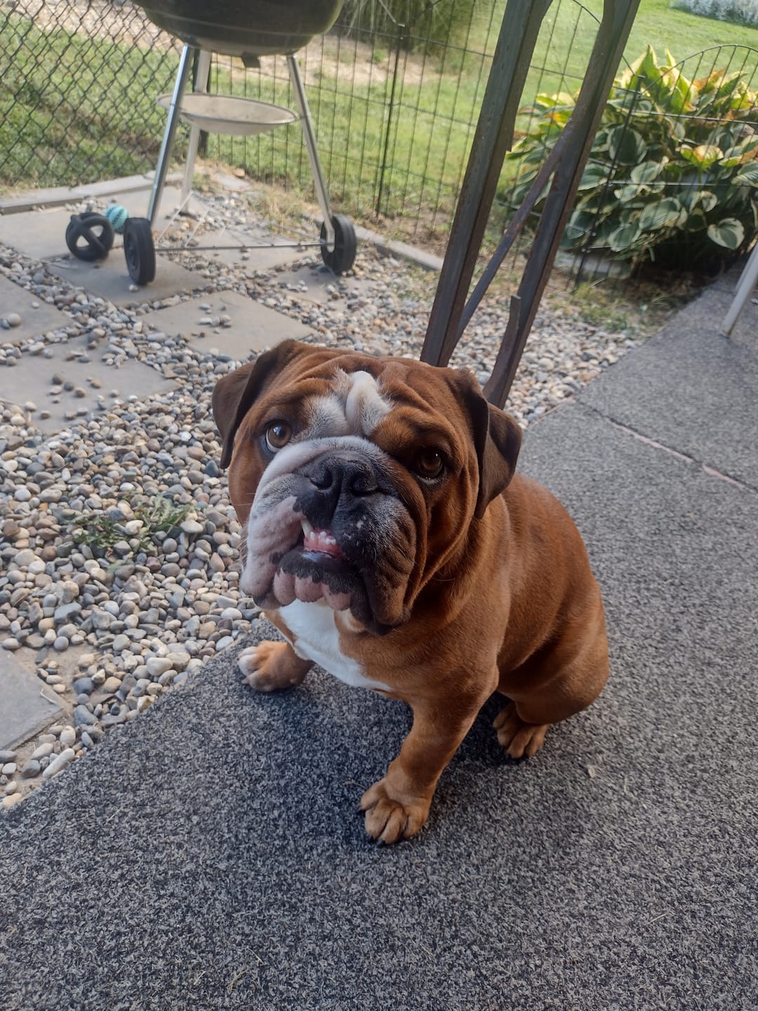 Customer photo review of Turkey Recipe for Dogs - 16oz