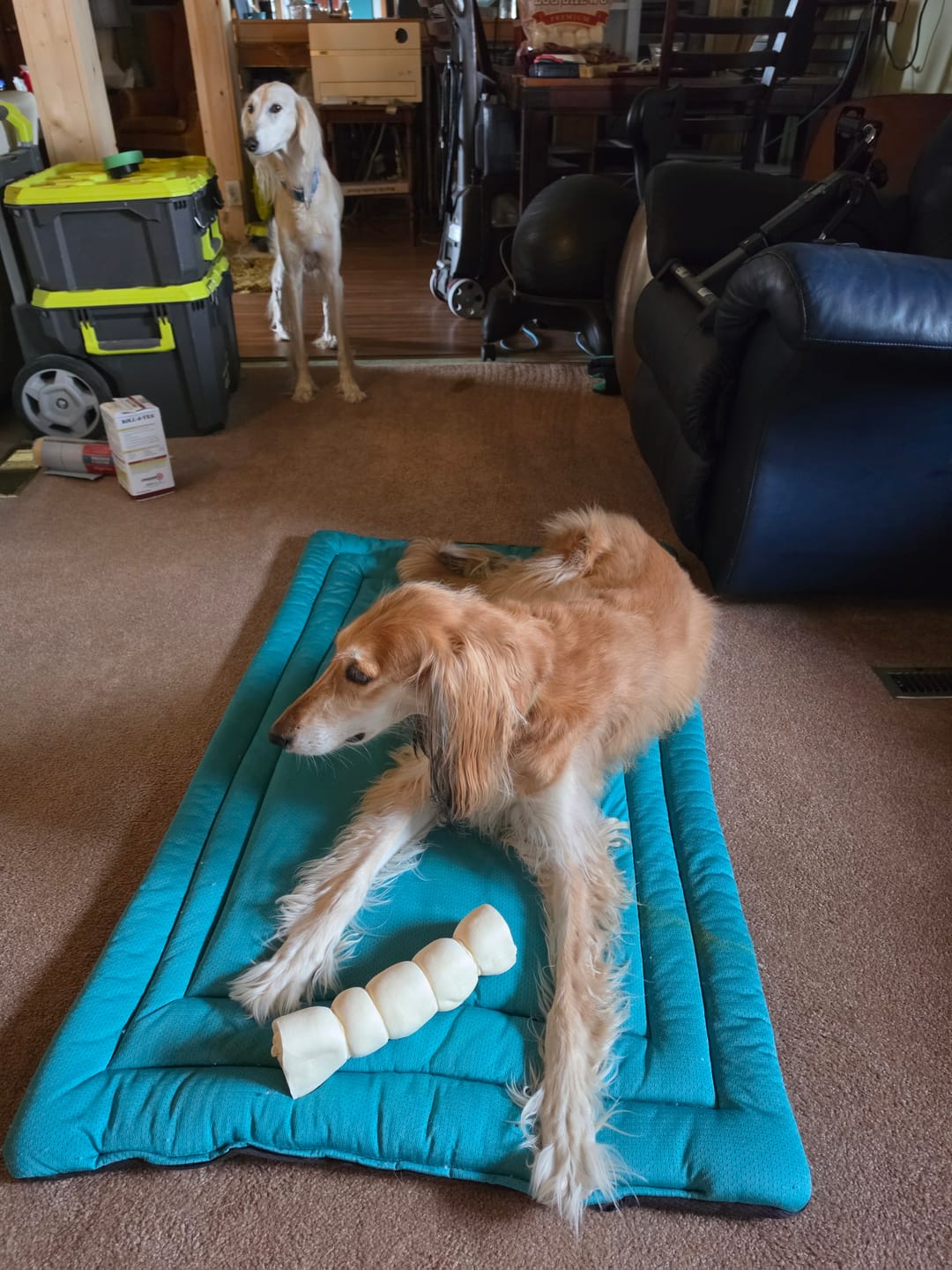 Customer photo review of Himalayan Yak Chew (MEGA)