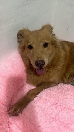 Perrita de una clienta descansando en la suave Cama Antiestrés para Perros de color rosa.
