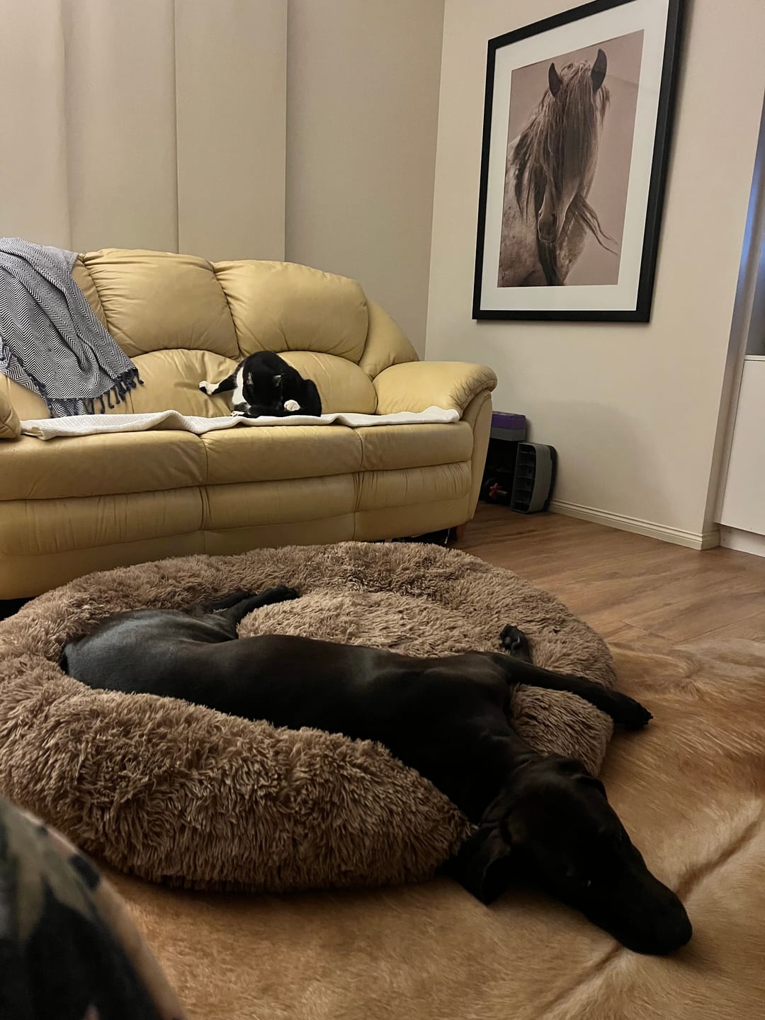 Customer photo review of Calming Pet Bed Machine Washable