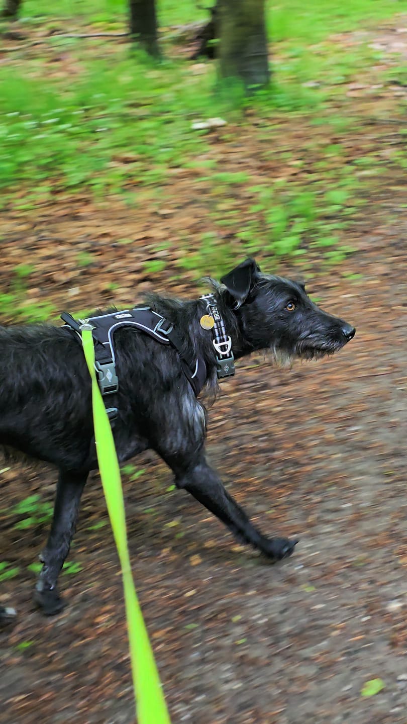 Customer photo review of Dog Copenhagen Urban Style™ Halsbånd - Black