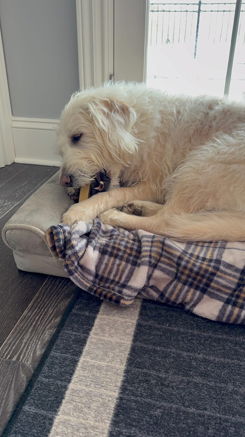Customer photo review of 6 Inch Thick Braided Bully Stick