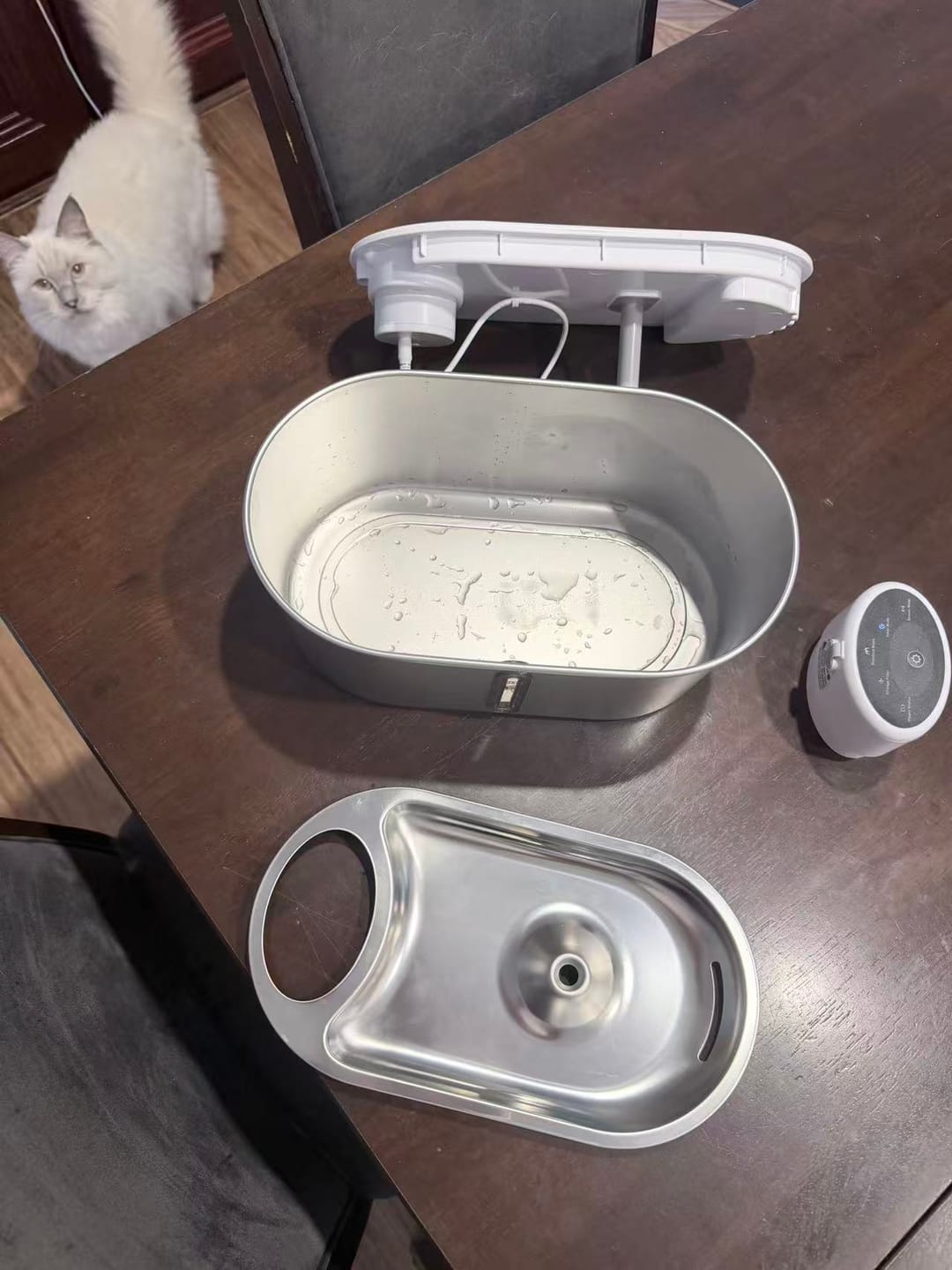 Customer photo review of Petbuds Flow Pet Drinking Fountain