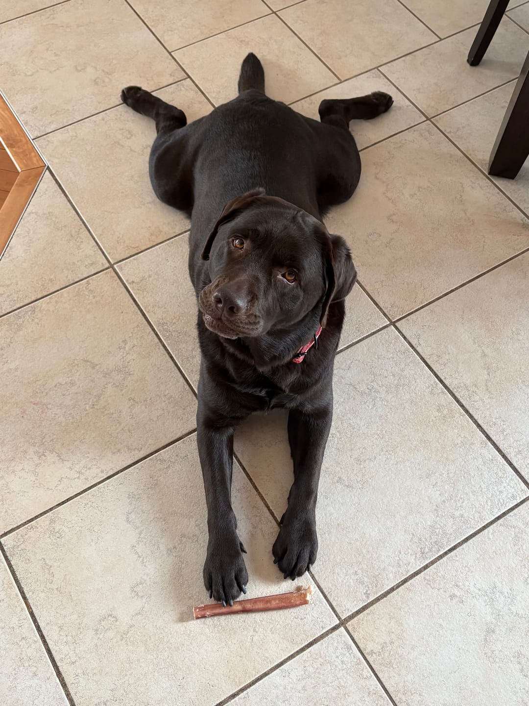 Customer photo review of Large Bully Stick Ring