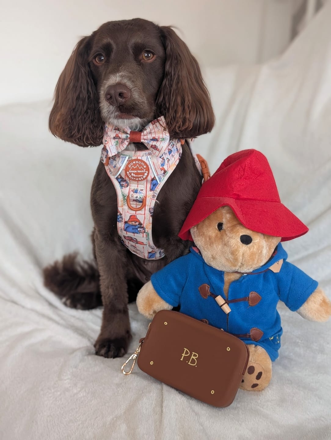 Customer photo review of Paddington™ Tough Trails™ Harness - Peckish Paddington