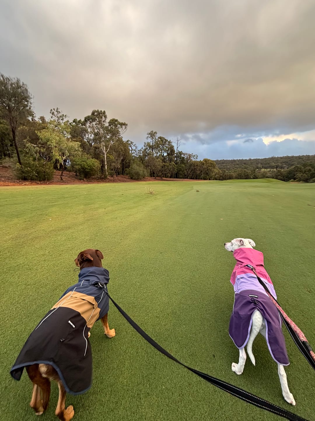 Customer photo review of Breatheshield™ Dog Raincoats