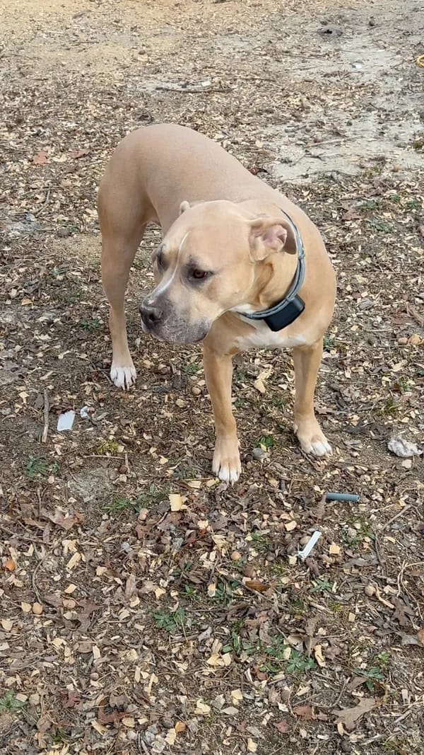 Customer photo review of PawTronic Pro Series 2 - Wireless GPS Dog Fence