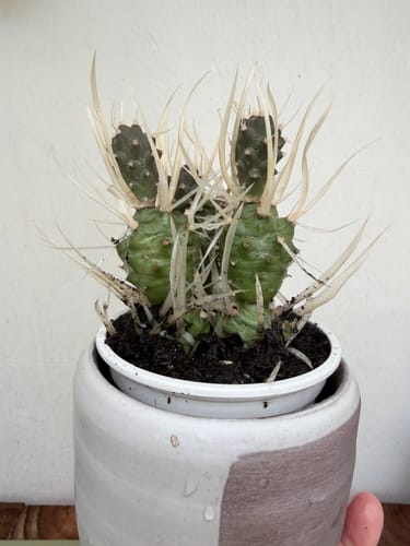 Reviewer's Paper Spine Cactus with long, paper-like spines in a pot.