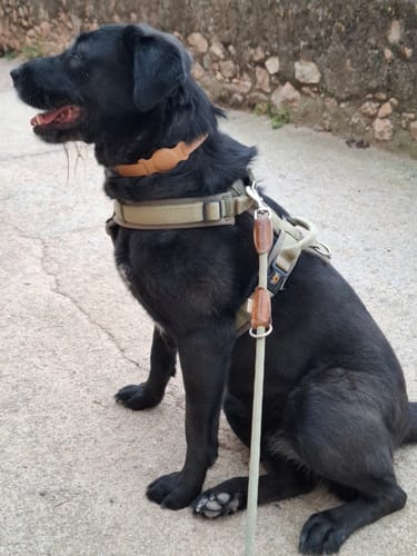 Kundenbewertung mit Foto zu Halsband mit Tracker-Halter