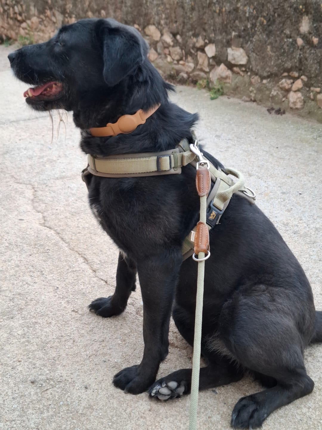 Customer photo review of Halsband mit Tracker-Halter