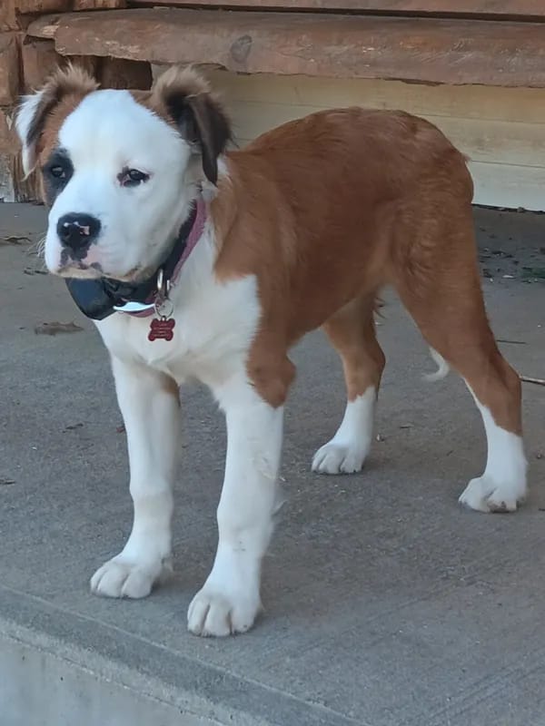 Customer photo review of PawTronic Pro Series 2 - Wireless GPS Dog Fence