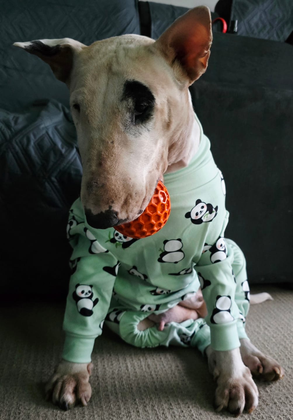 Customer photo review of Dog Pajama - Panda