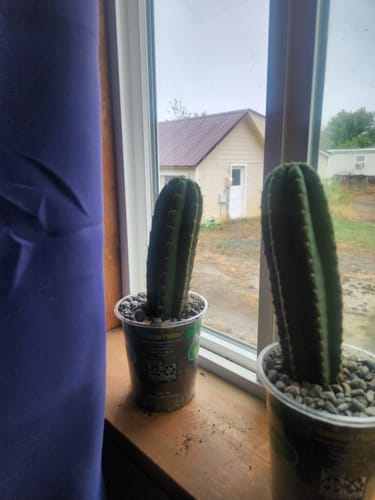 Customer photo review of Trichocereus Pachanoi | Non-PC San Pedro Cactus