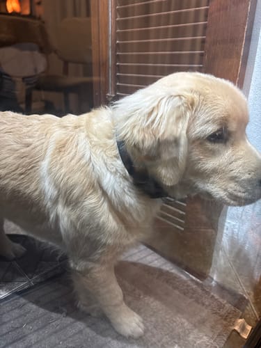 Customer photo review of Collar Remachado Básico (Perro)