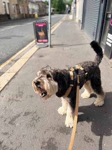 Customer's dog wearing the tan Anti-Pull TRI-Harness on a sidewalk, showing the secure Y-frame fit.