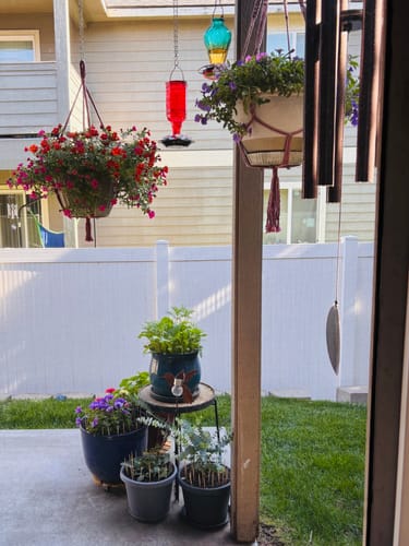 Reviewer's lovely patio filled with healthy potted plants and colorful hanging baskets.
