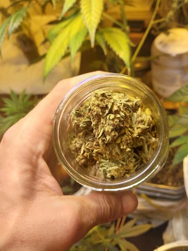 Customer photo review of Cheap THCA Flower Ounce