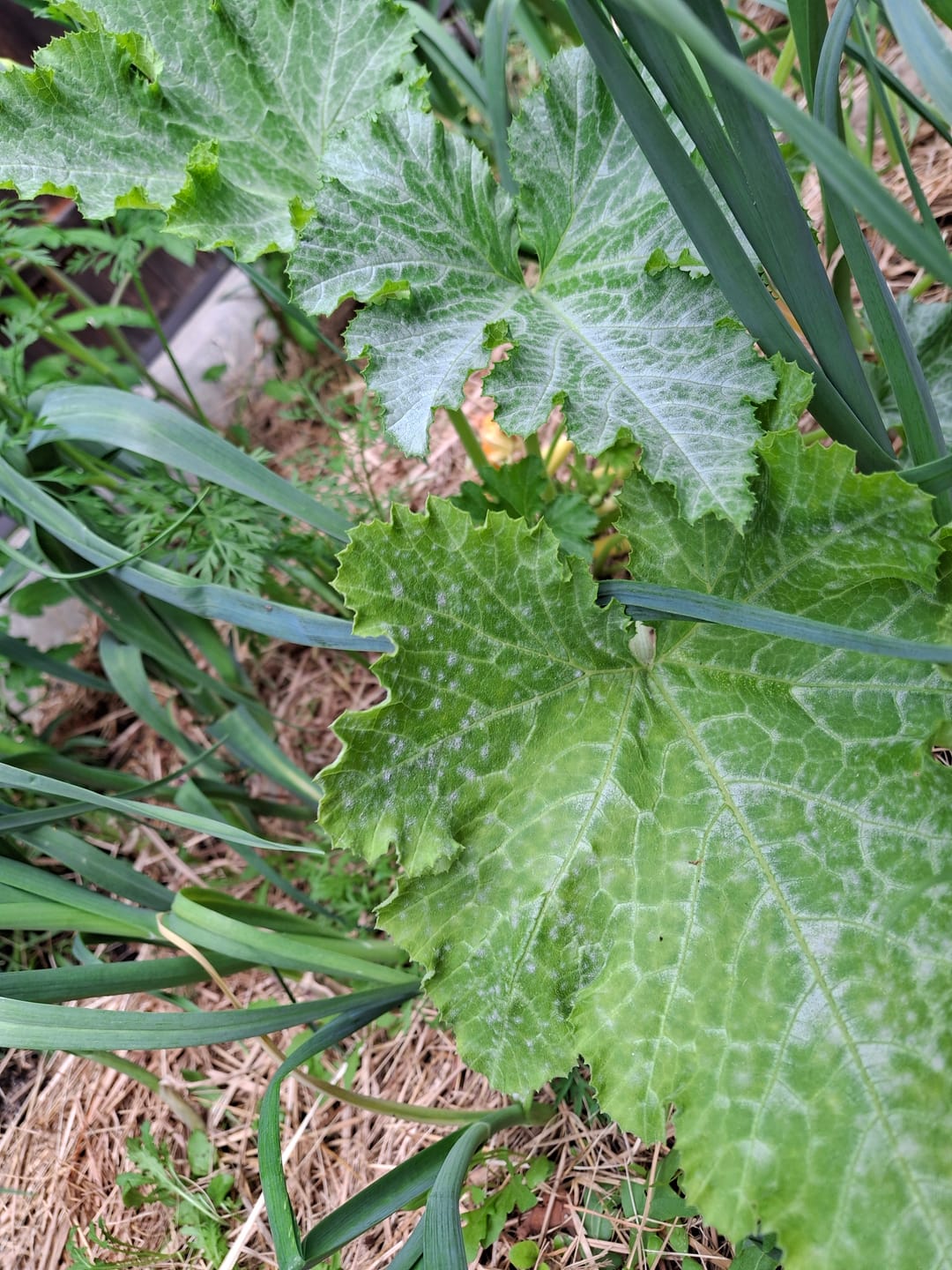 Customer photo review of Gelbe Zucchini ‘Daisy‘
