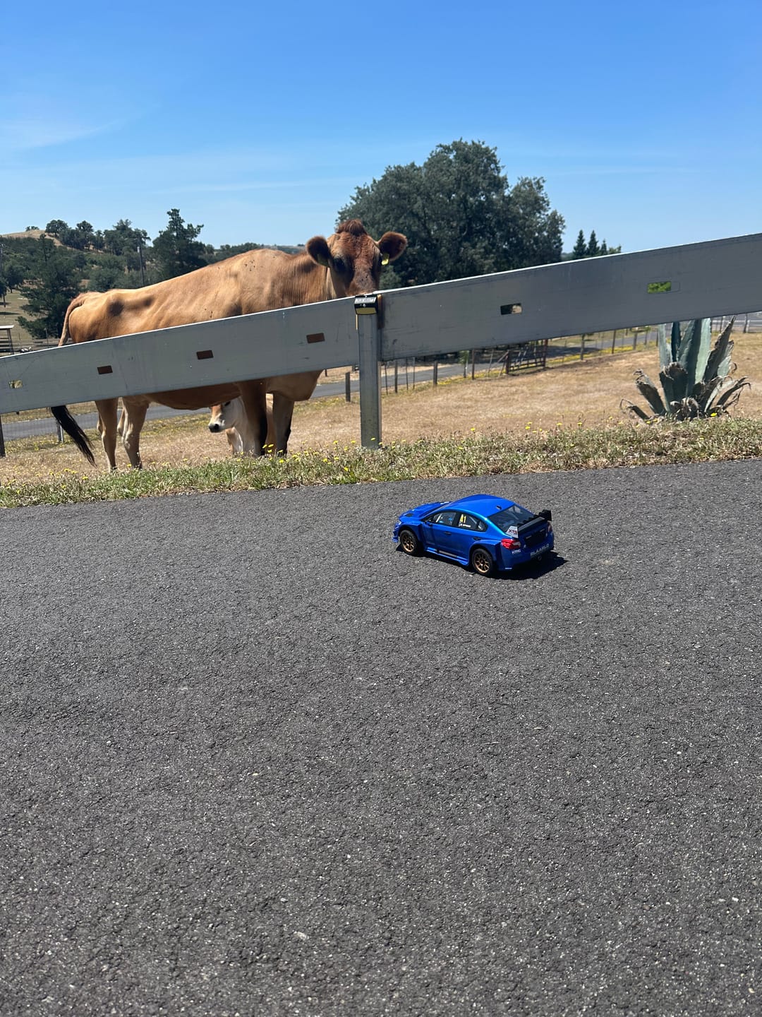 Customer photo review of Rlaarlo 1/10 Scale RTR 4WD Carbon Fiber Brushless RC Rally Car | XTS-S10