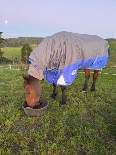 Customer photo review of Weatherbeeta ComfiTec Premier Free Mane Shield Combo