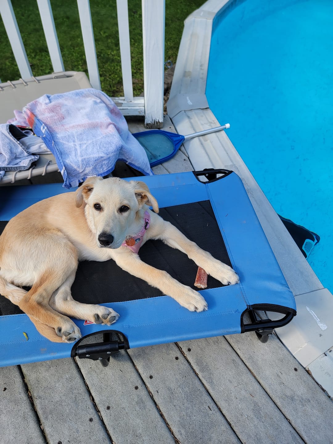 Customer photo review of 6 Inch Monster Bully Stick