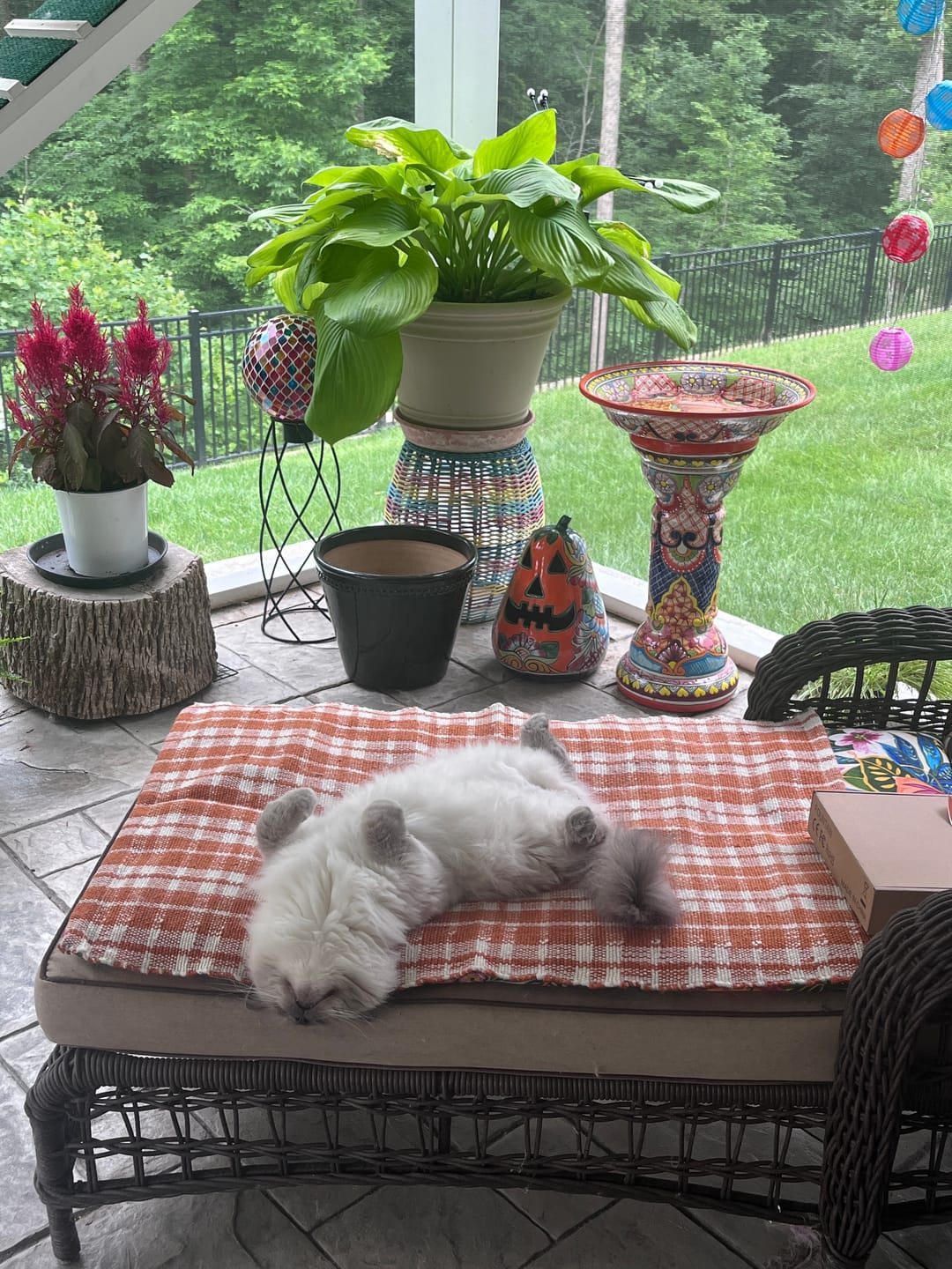 Customer photo review of Beef Recipe for Cats - 12oz