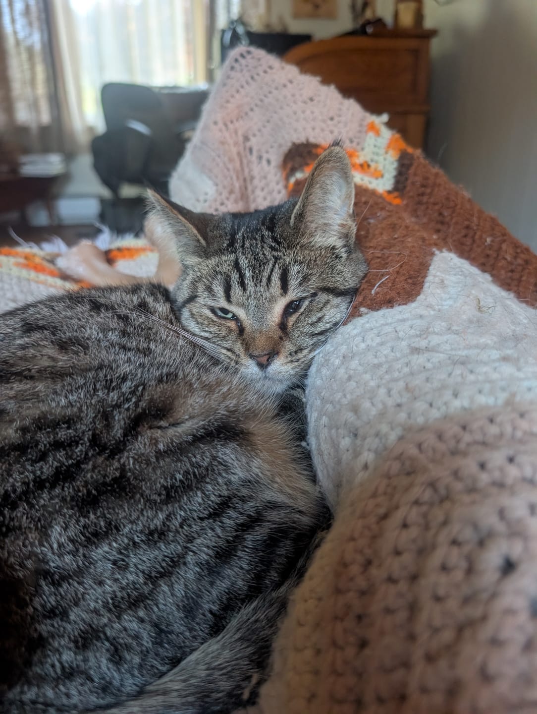 Customer photo review of Breathe Easy Cat Cold, Sneezing & Respiratory Support