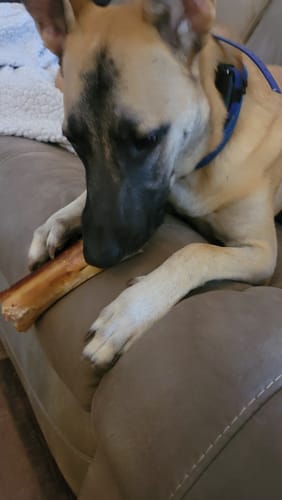Customer's dog on a couch holding a Smoked Beef Marrow Bone.