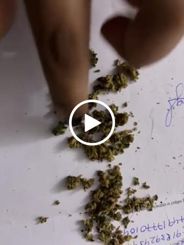 Customer video review of 🍋 Lemon King - Power LVL 5/5