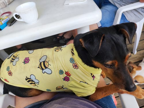 Reviewer's black and tan dog sitting on a person's lap wearing a yellow Sunblock T-Shirt with a bee print.