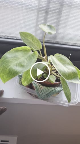 Customer video review of Philodendron Painted Lady