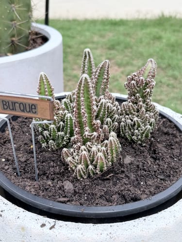 Customer's arrangement of five healthy Fairy Castle Cacti planted together in a dark pot.