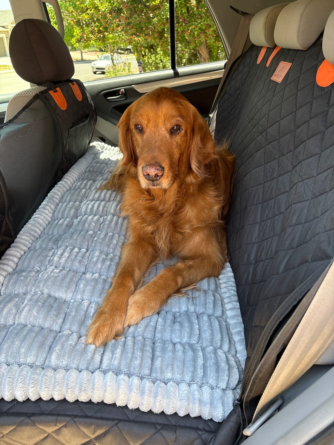 Customer photo review of Thickened Dog Bed for Car Back Seat & Couch