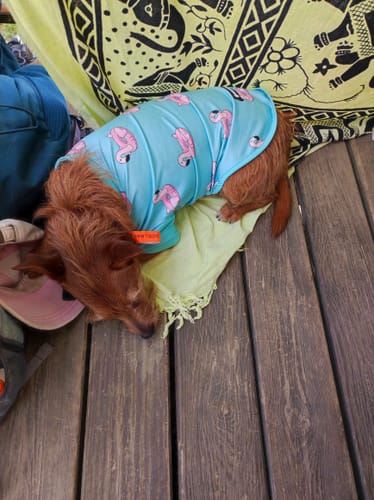 Customer's small dog curled up on a wooden surface wearing a blue flamingo print Sunblock T-Shirt.