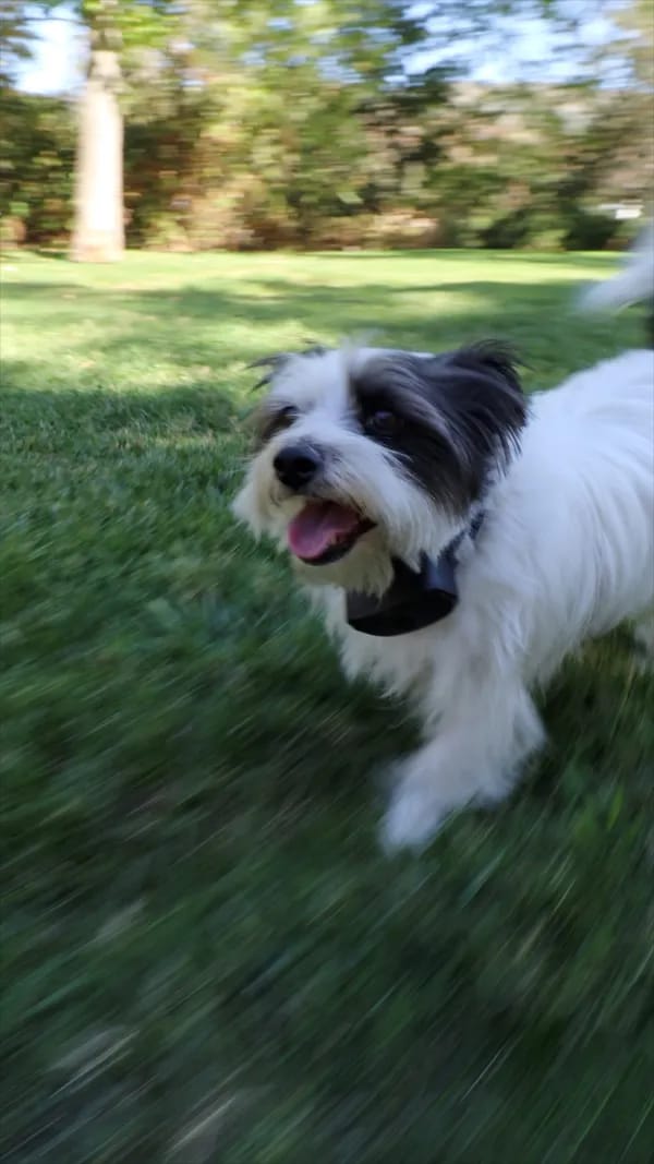 Customer photo review of PawTronic Pro Series 2 - Wireless GPS Dog Fence