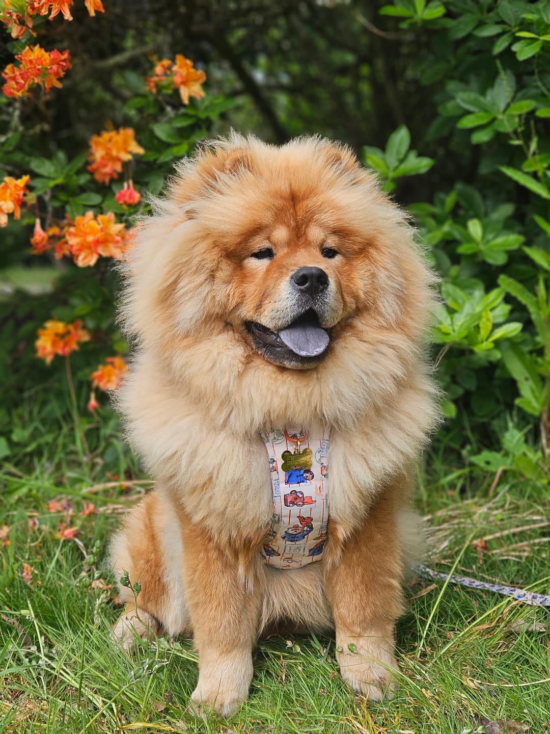 Customer photo review of Paddington™ Tough Trails™ Harness - Peckish Paddington